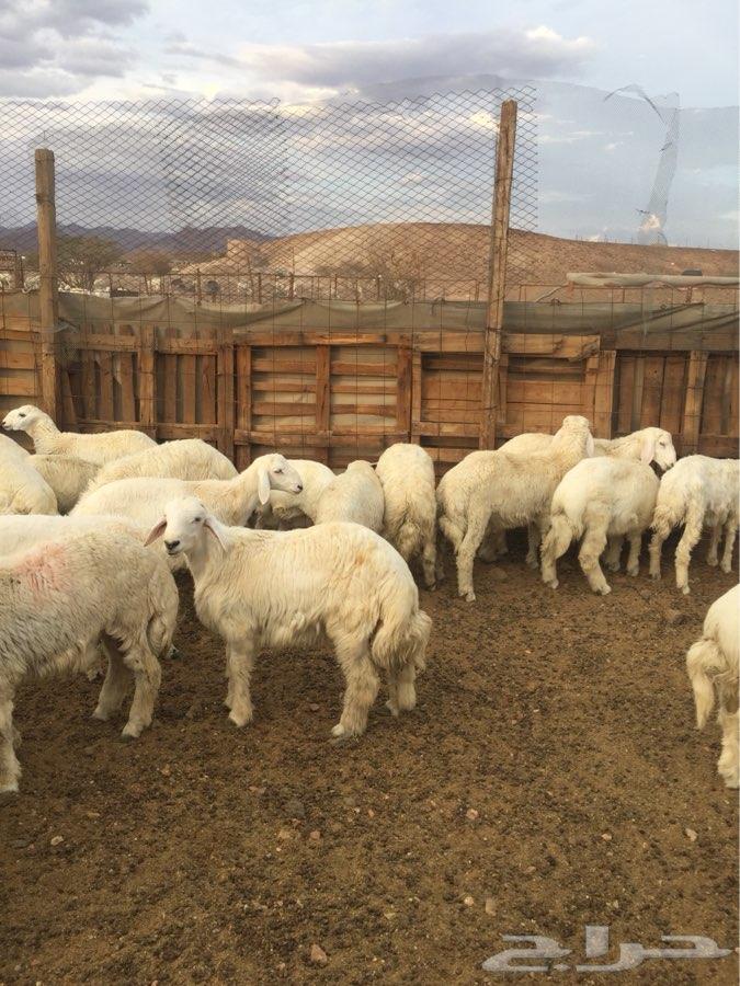 طليان ورخال حريات طيبة