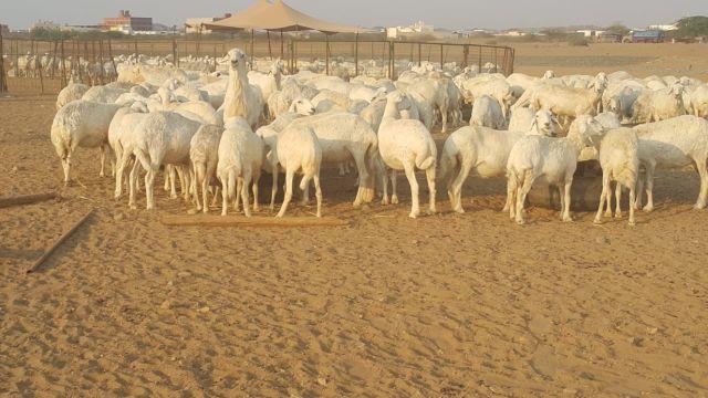 ضان مراح واحد طيبات دفع ومضاريع