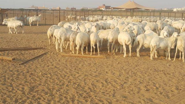 ضان مراح واحد طيبات دفع ومضاريع