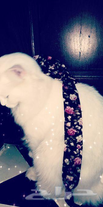 قط للبيع بالطايف