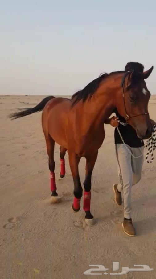 حصان واهو شيخ