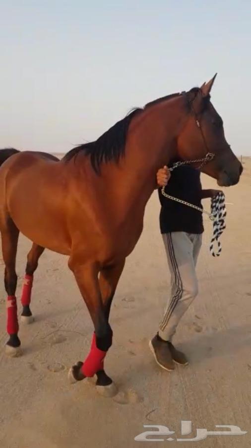 حصان واهو شيخ