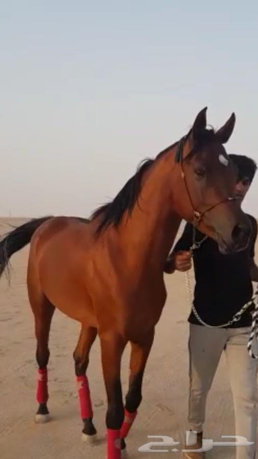 حصان واهو شيخ