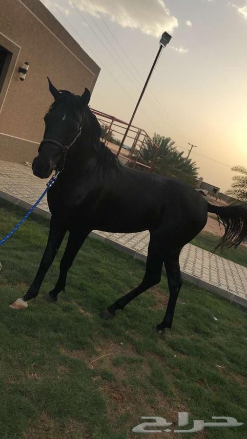 حصان واهو اسود