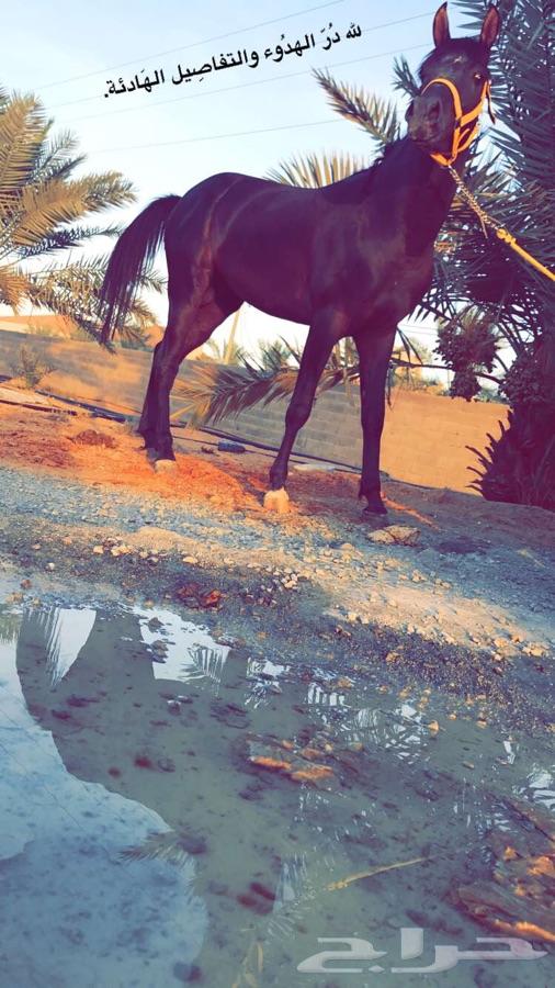 حصان واهو اسود