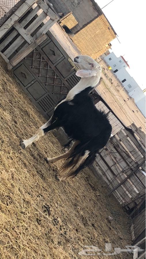 نجد 6 طيبه خوات بعض مراح واحد