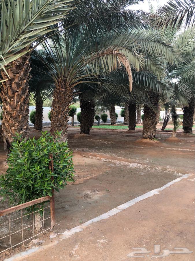 للبيع استراحة ب مخطط البديعة ( ديراب )