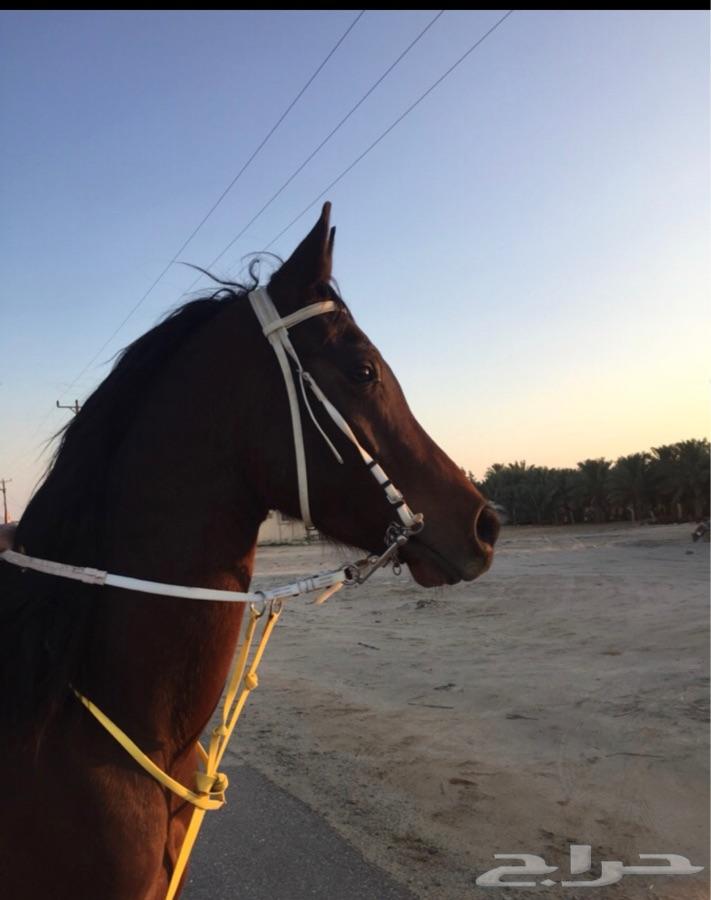 حصان شعبي شيخ للبيع او البدل ب خيل مناسب