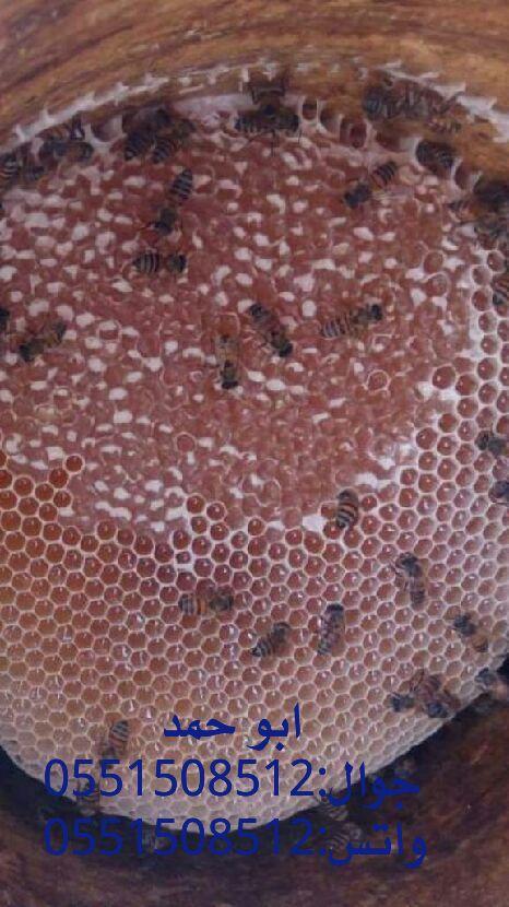 عسل سدر حضرمي دوعني1439 اصلي وذمتي توصيل مجان