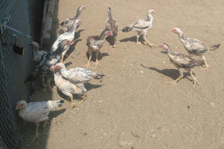عرض اليوم . دجاج فارسي عدد 13 أغلبها دجاجات