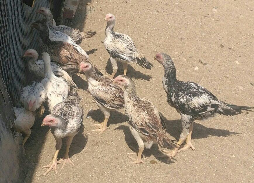 عرض اليوم . دجاج فارسي عدد 13 أغلبها دجاجات