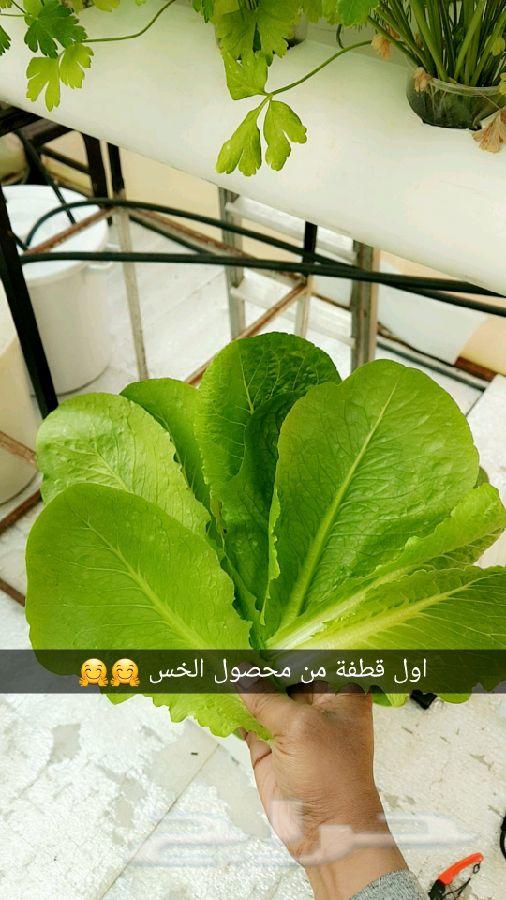 للبيع محاليل الزراعة المائية