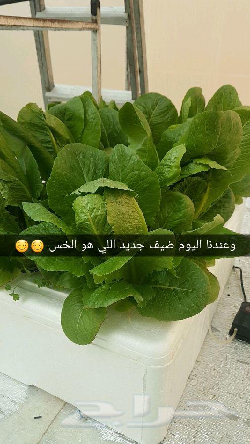 للبيع محاليل الزراعة المائية