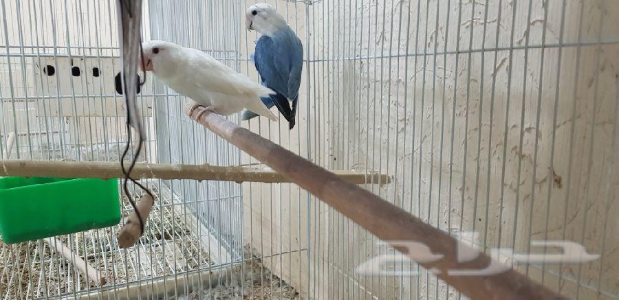 اجوز روز للبيع
