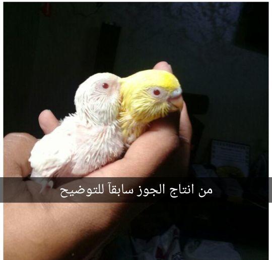 جوز بادجي مميز\n