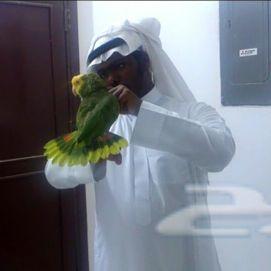 عرض فندقة طيور الببغاء الاقوى