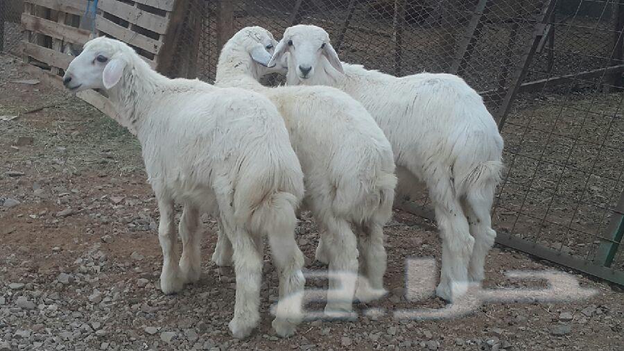 طليان حريات وسواكني طيبات بالحيل