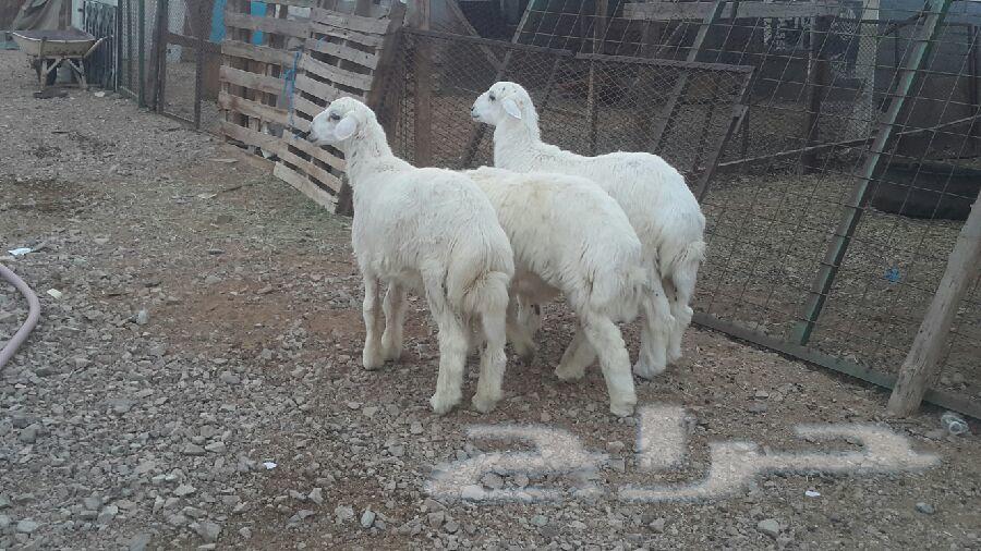 طليان حريات وسواكني طيبات بالحيل