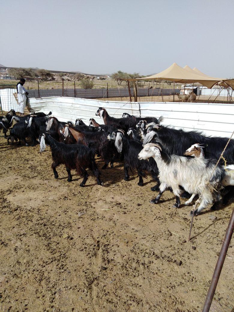 معزا عوارض خلفات