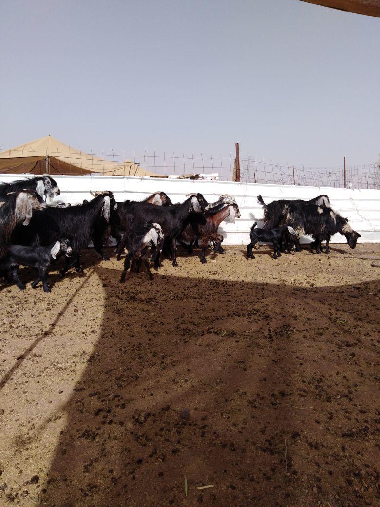 معزا عوارض خلفات