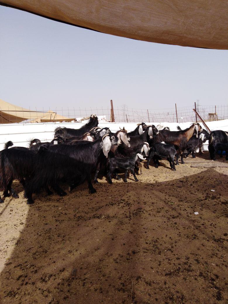 معزا عوارض خلفات
