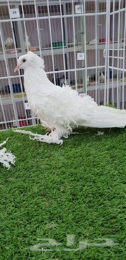 طبه مفتل ابيض صك أبطال