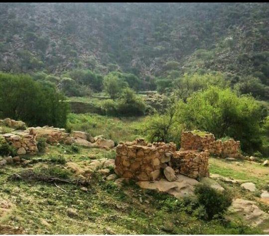 عسل السدر الجبلي وعسل السمره البلدي