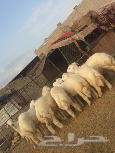 ذبايح حرية لباب بيتك