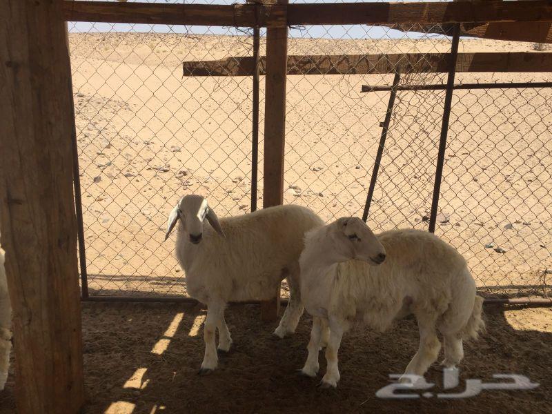 ذبايح حرية لباب بيتك