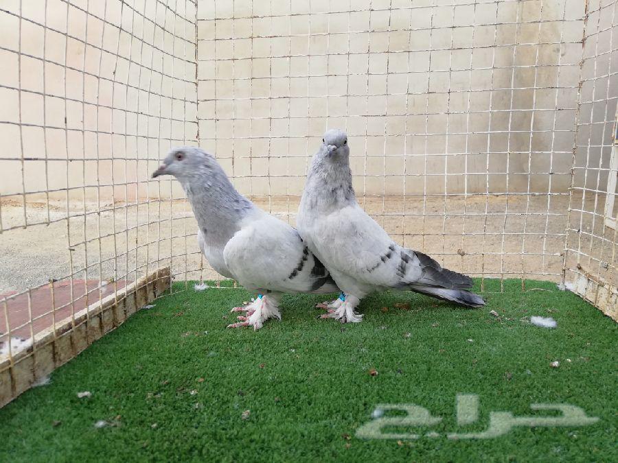 تركي منقا وثلجي