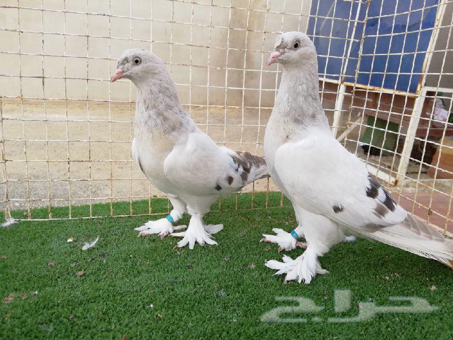 تركي منقا وثلجي