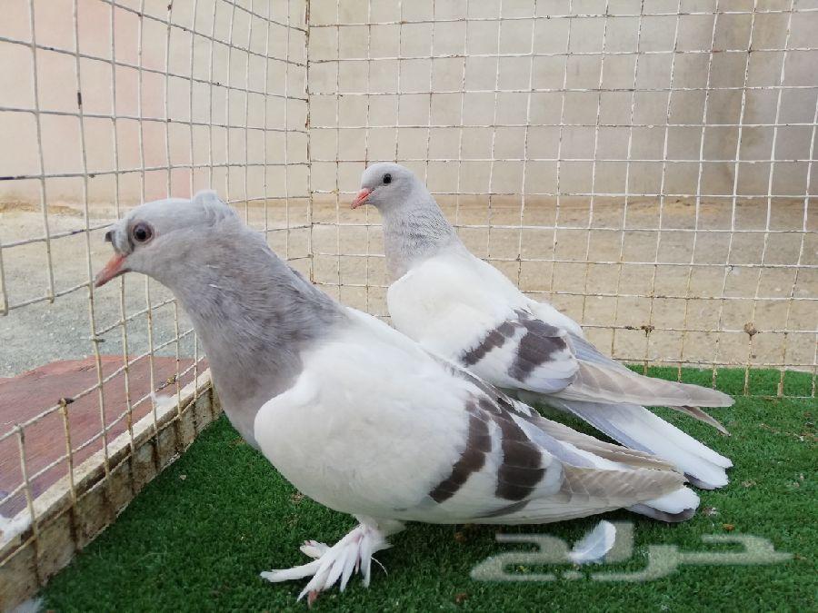 تركي منقا وثلجي