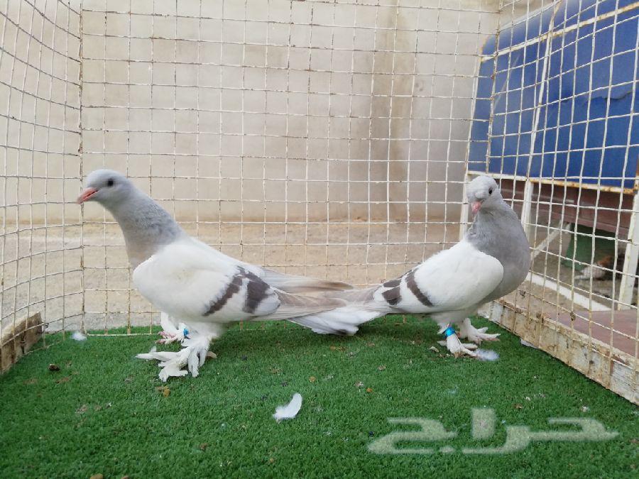 تركي منقا وثلجي