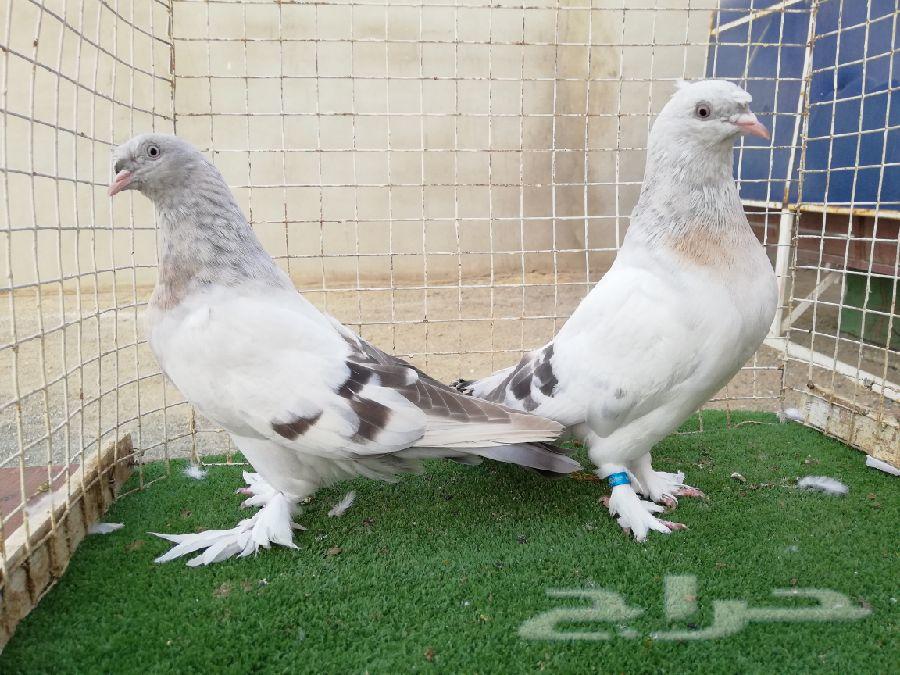 تركي منقا وثلجي