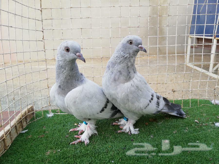 تركي منقا وثلجي