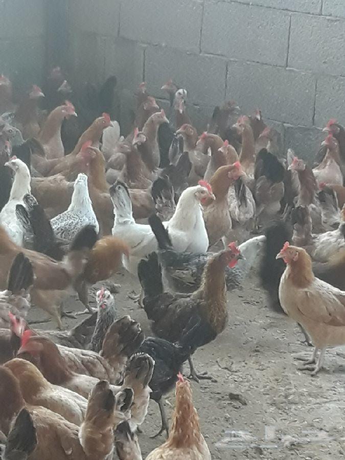 بيض دجاج بلدي مخصب تهجين فيوميات