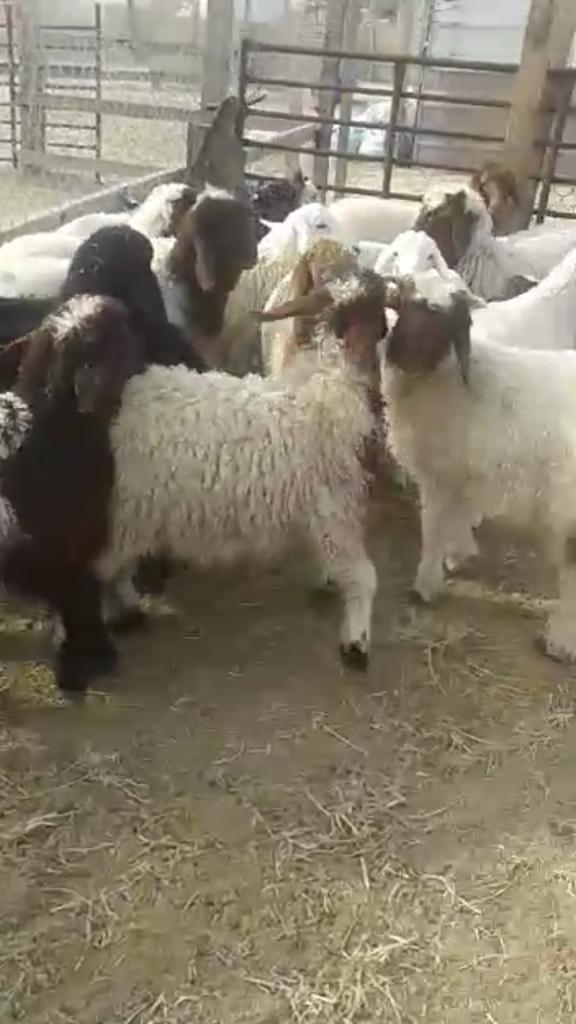 خرفان ورخال حري ونعيم وتيوس كفو للمناسبات