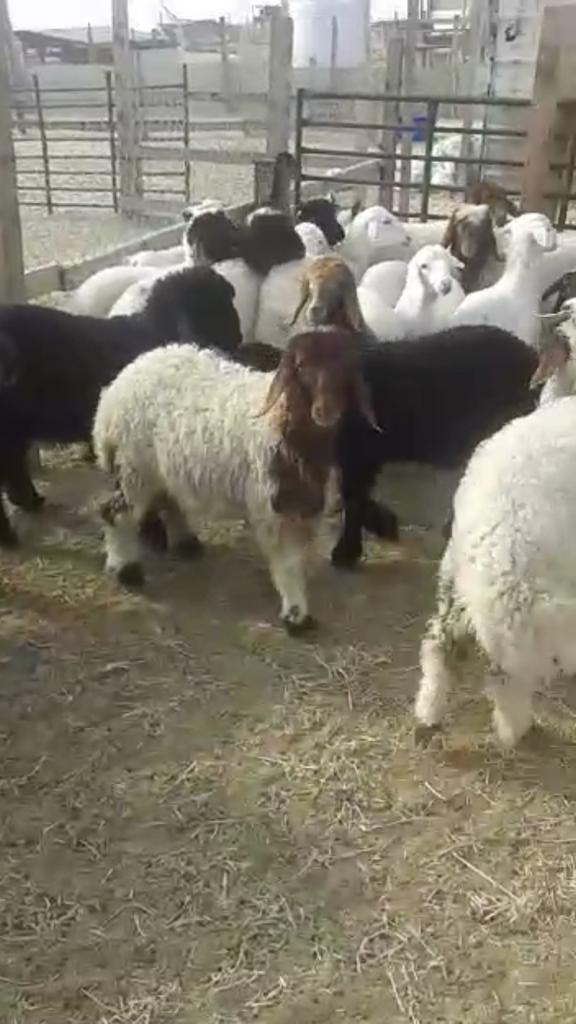 خرفان ورخال حري ونعيم وتيوس كفو للمناسبات