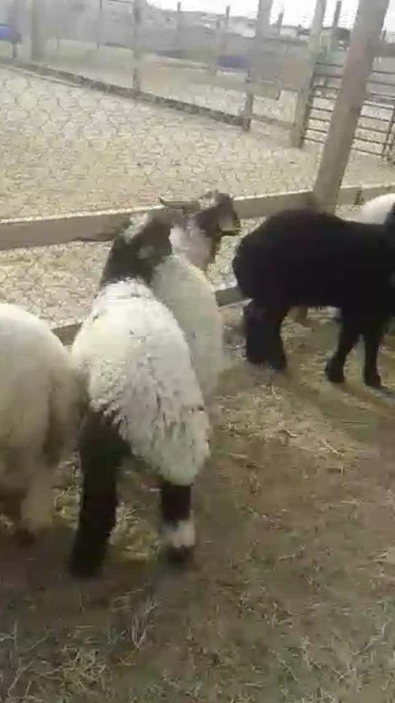 خرفان ورخال حري ونعيم وتيوس كفو للمناسبات