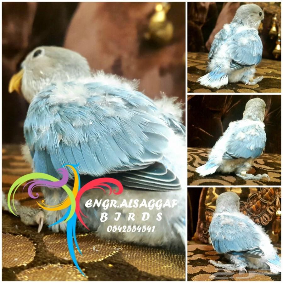فرخ روز غر فايلوت تركواز أوبلاين لون مميز