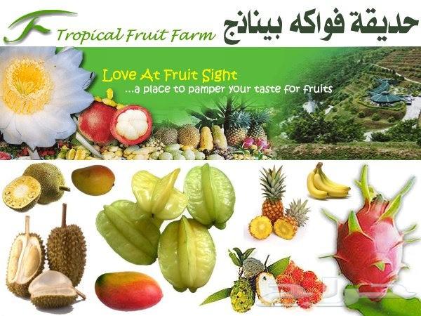 جدول شهر عسل للسياحه فى ماليزيا لمدة 15 يوم