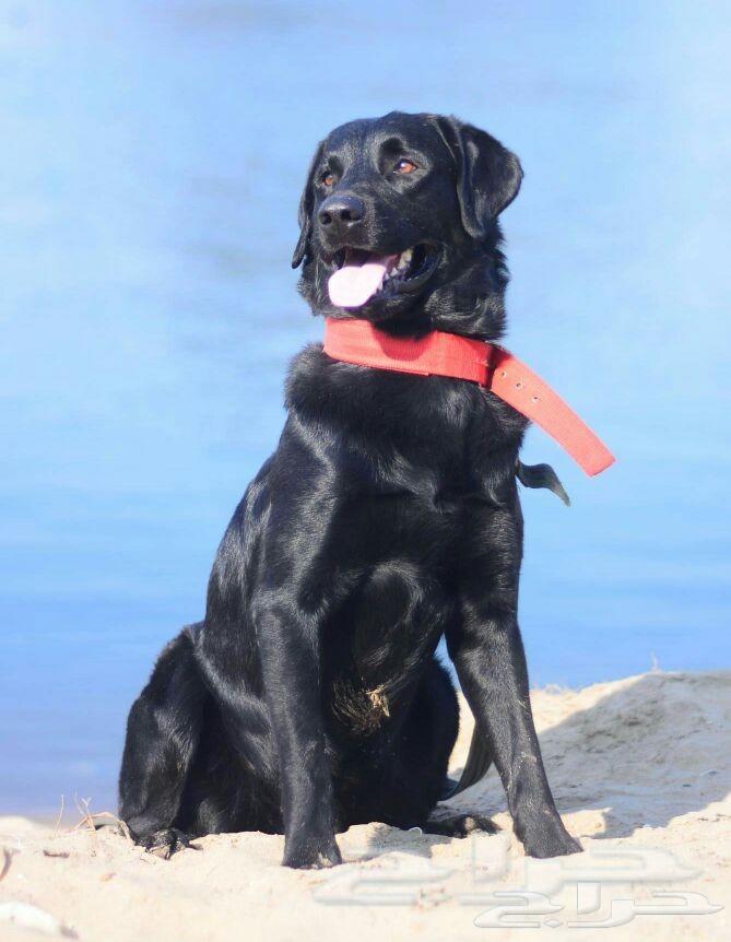 جراء كلب لابرادور labrador