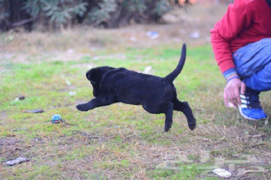 جراء كلب لابرادور labrador