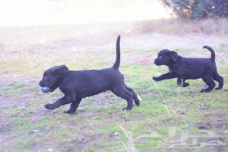 جراء كلب لابرادور labrador