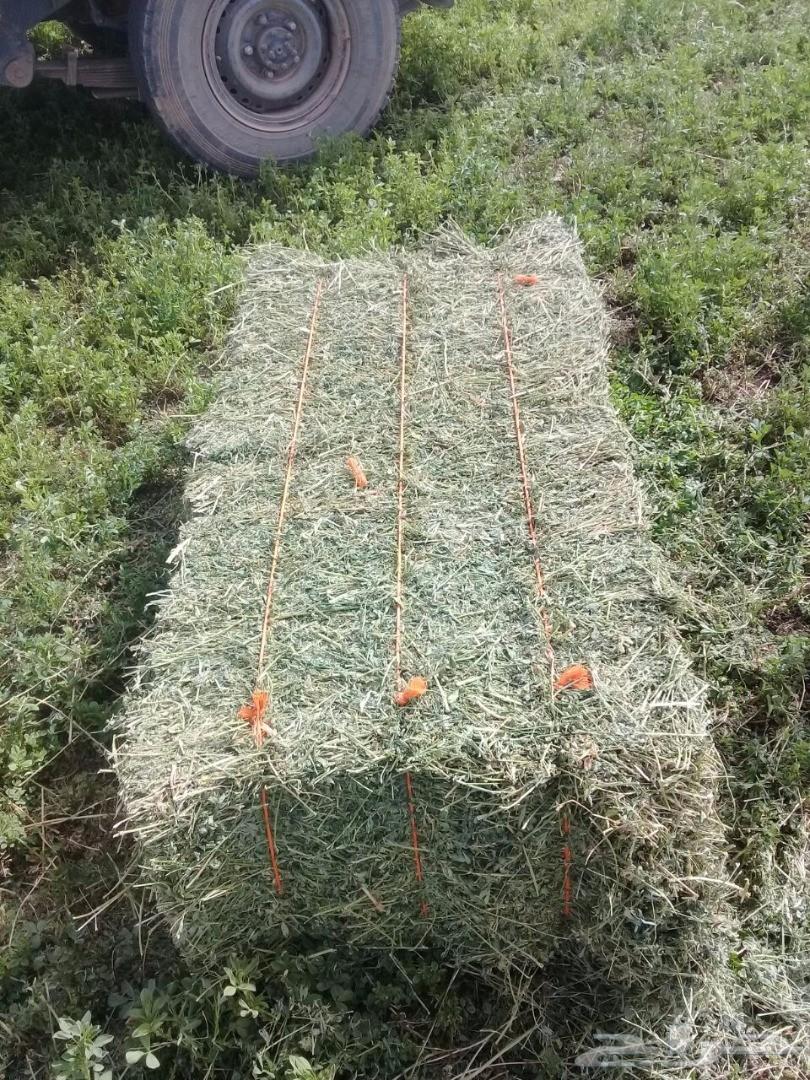 خصومات على اعلاف عالية الجودةغنية بالبروتين