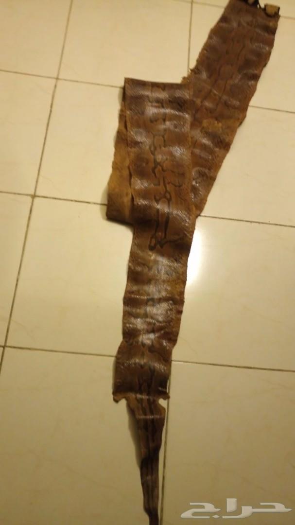 جلد ثعبان أصلة صخرية