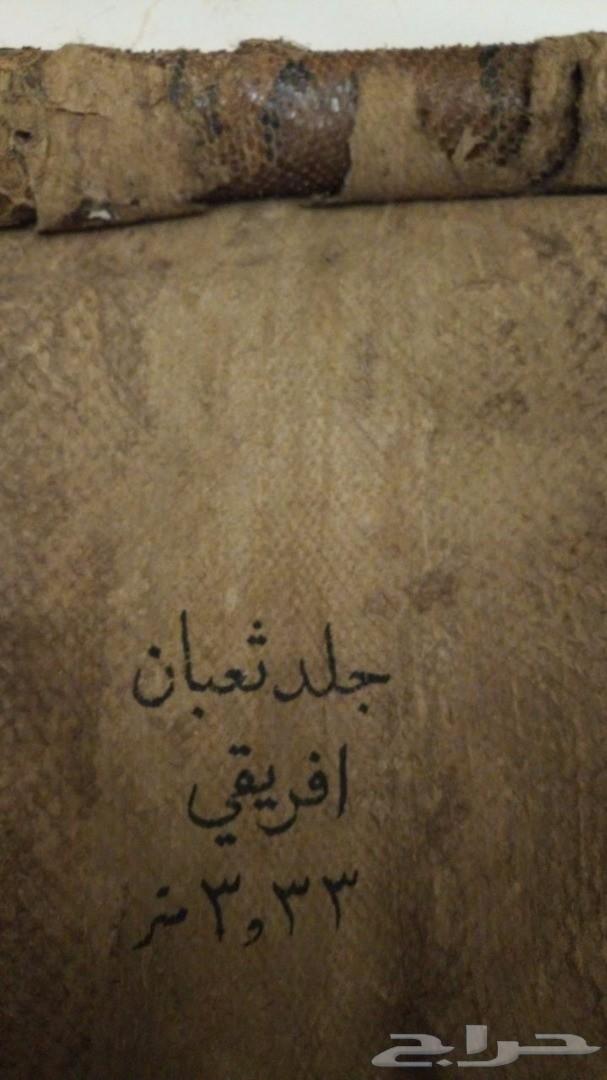 جلد ثعبان أصلة صخرية