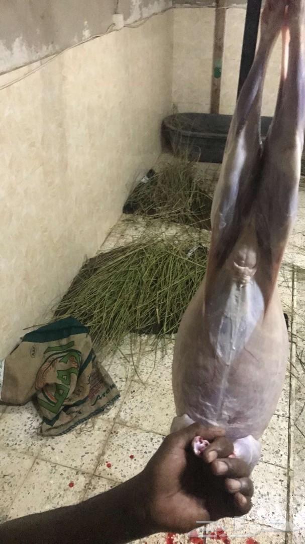 الخروف المشوي ومندي وحنيذ باقل الاسعار