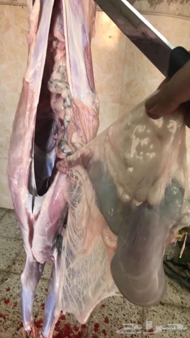 الخروف المشوي ومندي وحنيذ باقل الاسعار