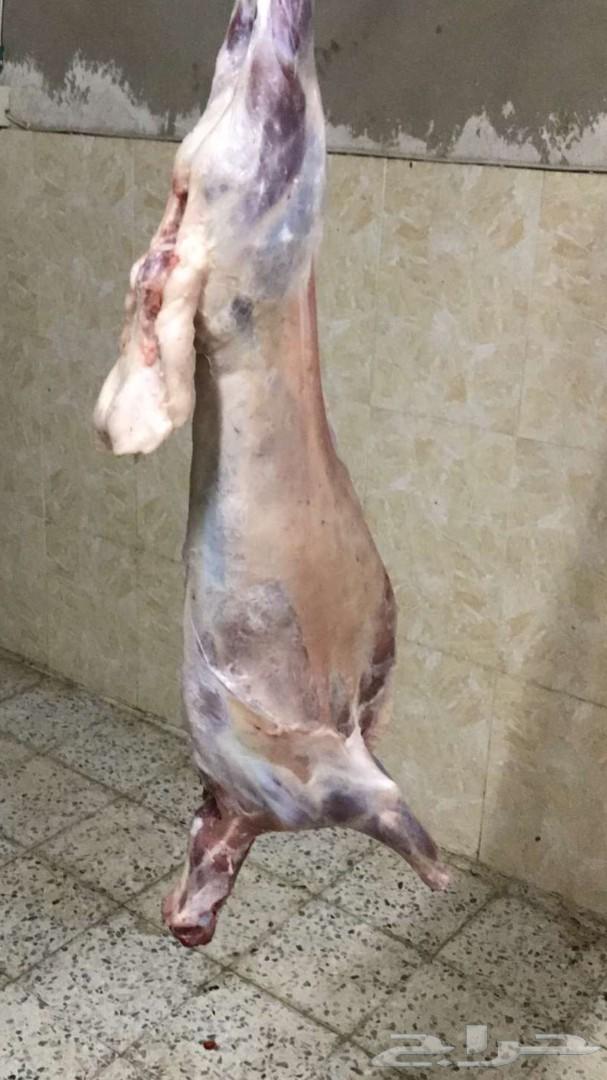 الخروف المشوي ومندي وحنيذ باقل الاسعار